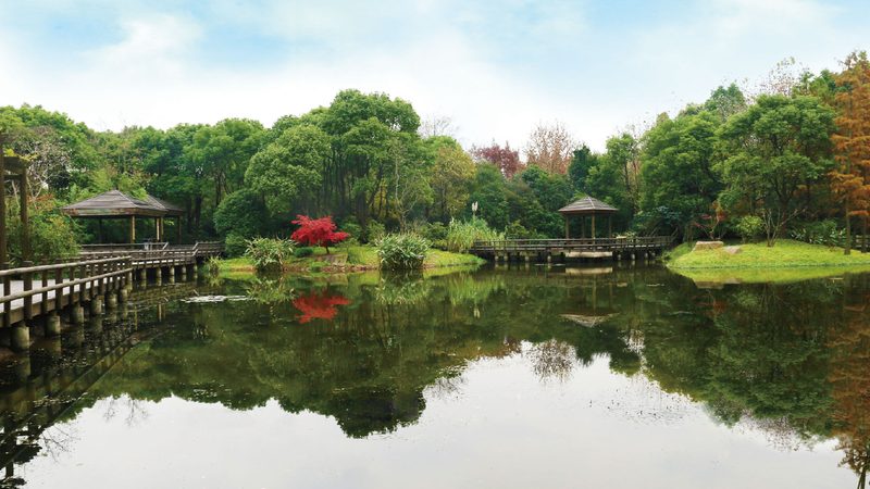 立体绿化植物定制方案：打造城市绿色新地标**