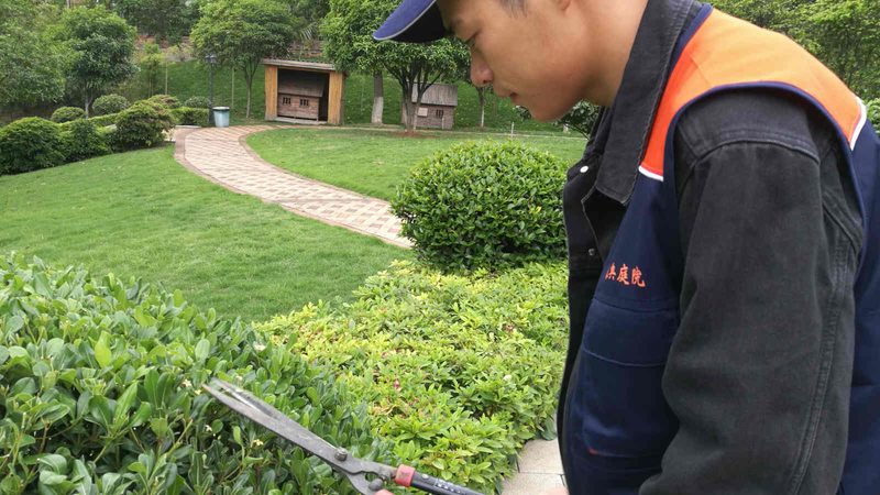 绿化工程灌木种植密度表：如何科学规划植物布局**