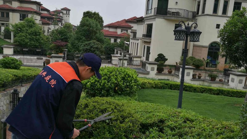 会议室花卉租摆与摆放区别