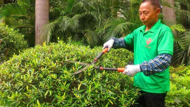 垂直绿化墙：不只是价格，更是技术与艺术的融合