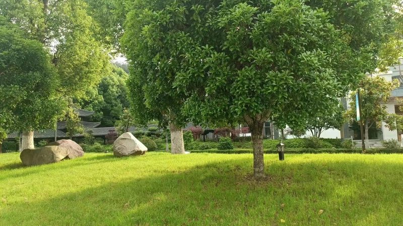 庭院草坪卷：如何选择合适的厂家与价格
