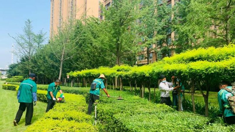 办公室植物墙材质解析：选择与养护**
